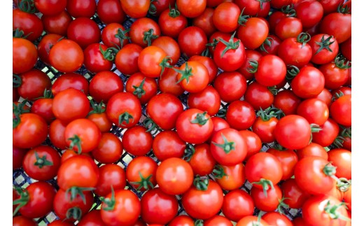 ã2026幎äºçŽã極æšãããã¯ãŒã«äŸ¿ åæµ·é壮ç¥çºç£ ã©ããããŽãã4kg äžçããã SBTAJ005