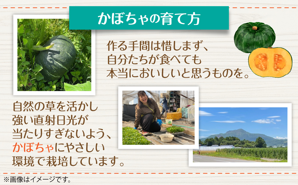 ＜2026年9月初旬よりお届け＞【農園直送】清水農園のかぼちゃ(甘旨）約10kg (4〜6玉) SBTO013