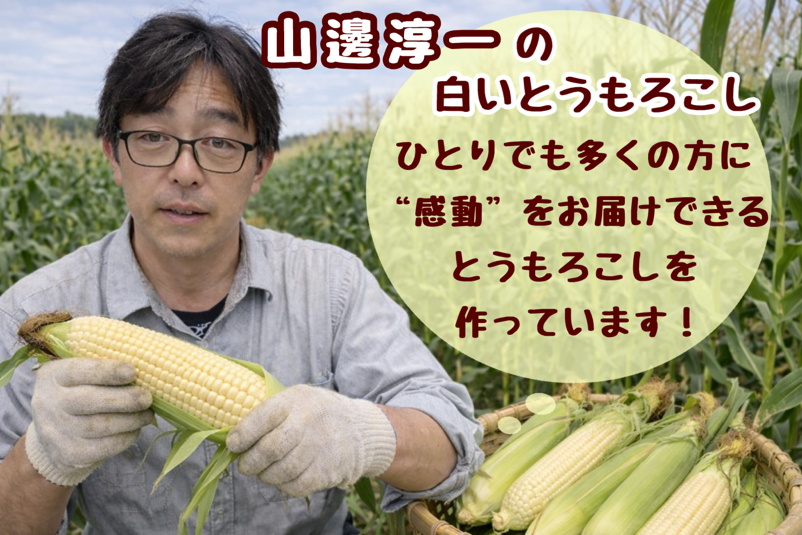 ＜2026年8月中旬よりお届け＞【朝採り】北海道壮瞥町　ホワイトコーン「ピュアホワイト」Lサイズ以上22本（約10kg） SBTQ002
