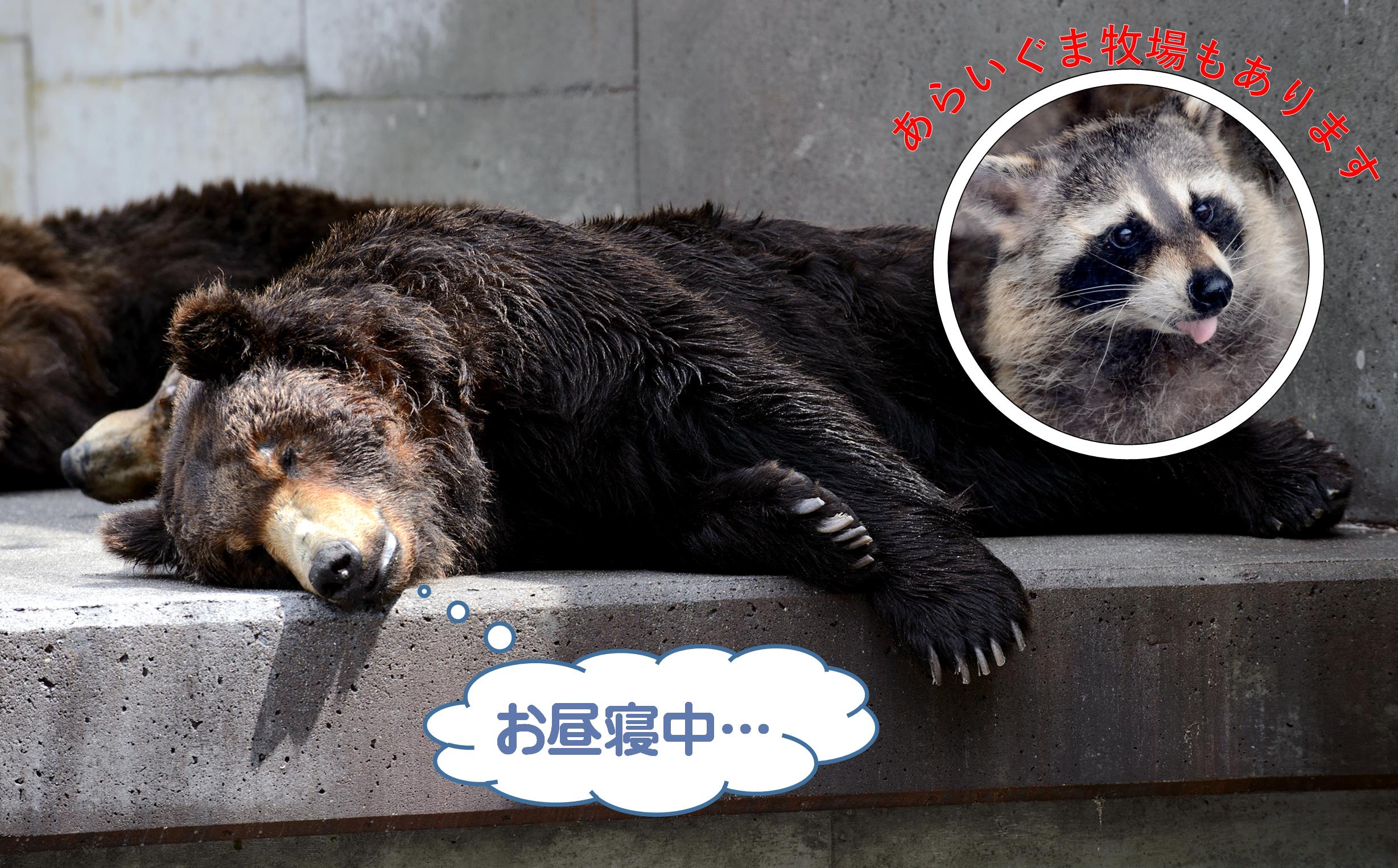 昭和新山熊牧場入場券4枚 SBTZ001