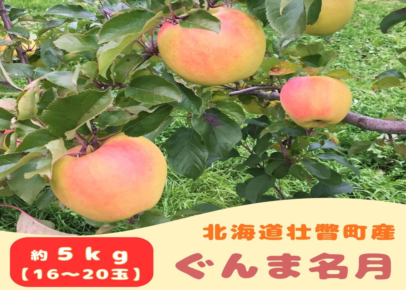 【先行予約】 ぐんま名月 約5kg <2026年11月中旬頃～発送予定> SBTB014