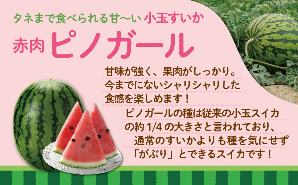 ＜2026年8月上旬より順次お届け＞北海道壮瞥産 小玉すいか（赤肉・ピノガール）2玉約3kg スイカ　 SBTN004