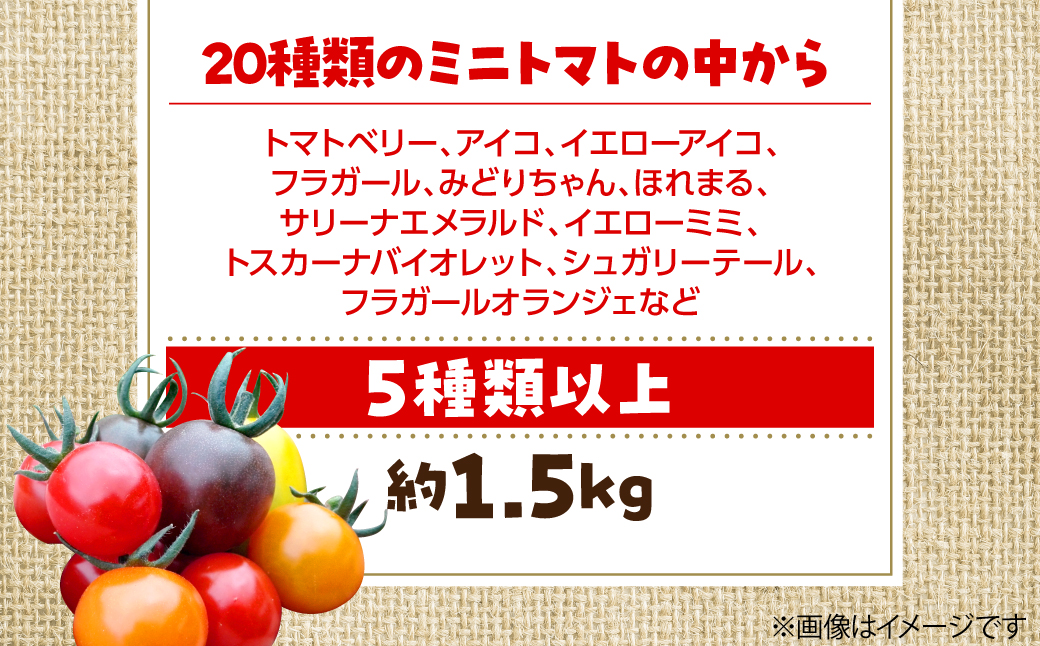 ＜2026年7月上旬よりお届け＞北海道壮瞥産 大作農園のカラフルミニトマト約1.5kg(5種以上) SBTR002