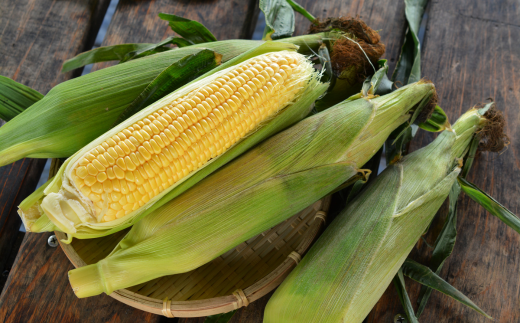 åæµ·é壮ç¥çº 2å å®æäŸ¿ 8æäžæ¬ã»8æäžæ¬ææ¡ãïŒç£å°çŽé åæµ·é壮ç¥çºç£ ãšãããããé»ã»çœ é£ã¹æ¯ã¹ SBTP011