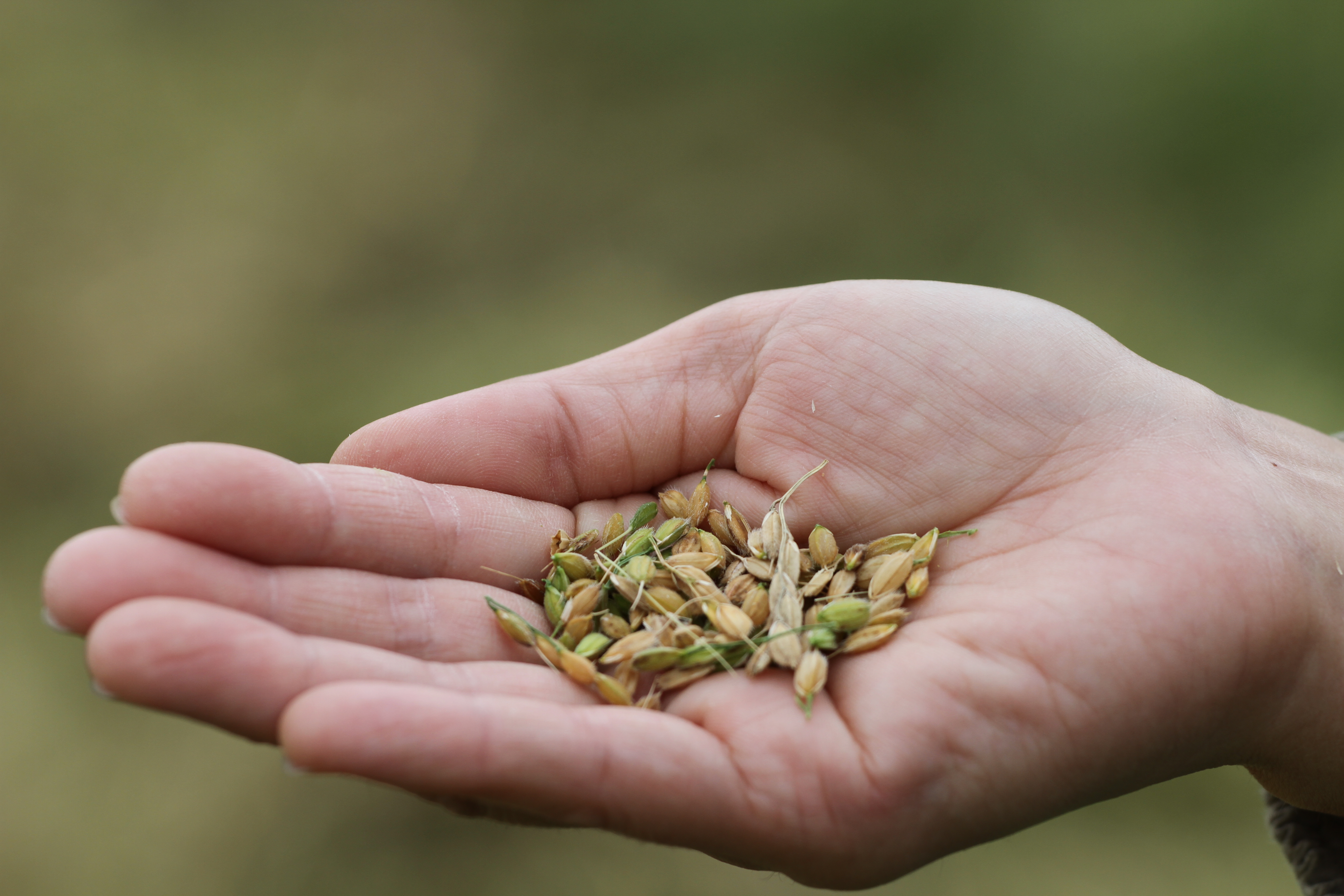 【令和7年産米】新山米（ななつぼし）5kg×2袋　10kg