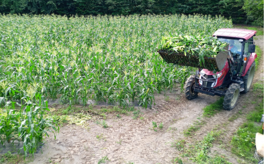 ïŒ2026幎8æäžæ¬ãããå±ãïŒãææ¡ããåæµ·é壮ç¥çº ãã¯ã€ãã³ãŒã³ããã¥ã¢ãã¯ã€ããLãµã€ãºä»¥äž12æ¬(çŽ5kg) SBTQ003