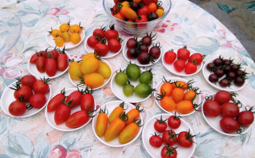 <2026幎7æäžæ¬ãããå±ã>åæµ·é壮ç¥ç£ 倧äœèŸ²åã®ãã«ã©ãã«ããããããçŽ500gïŒ5皮以äžïŒãšã»ããã©ã€ããããªã€ã«æŒ¬ã1ç¶ïŒ110gïŒã®ã»ãã SBTR008