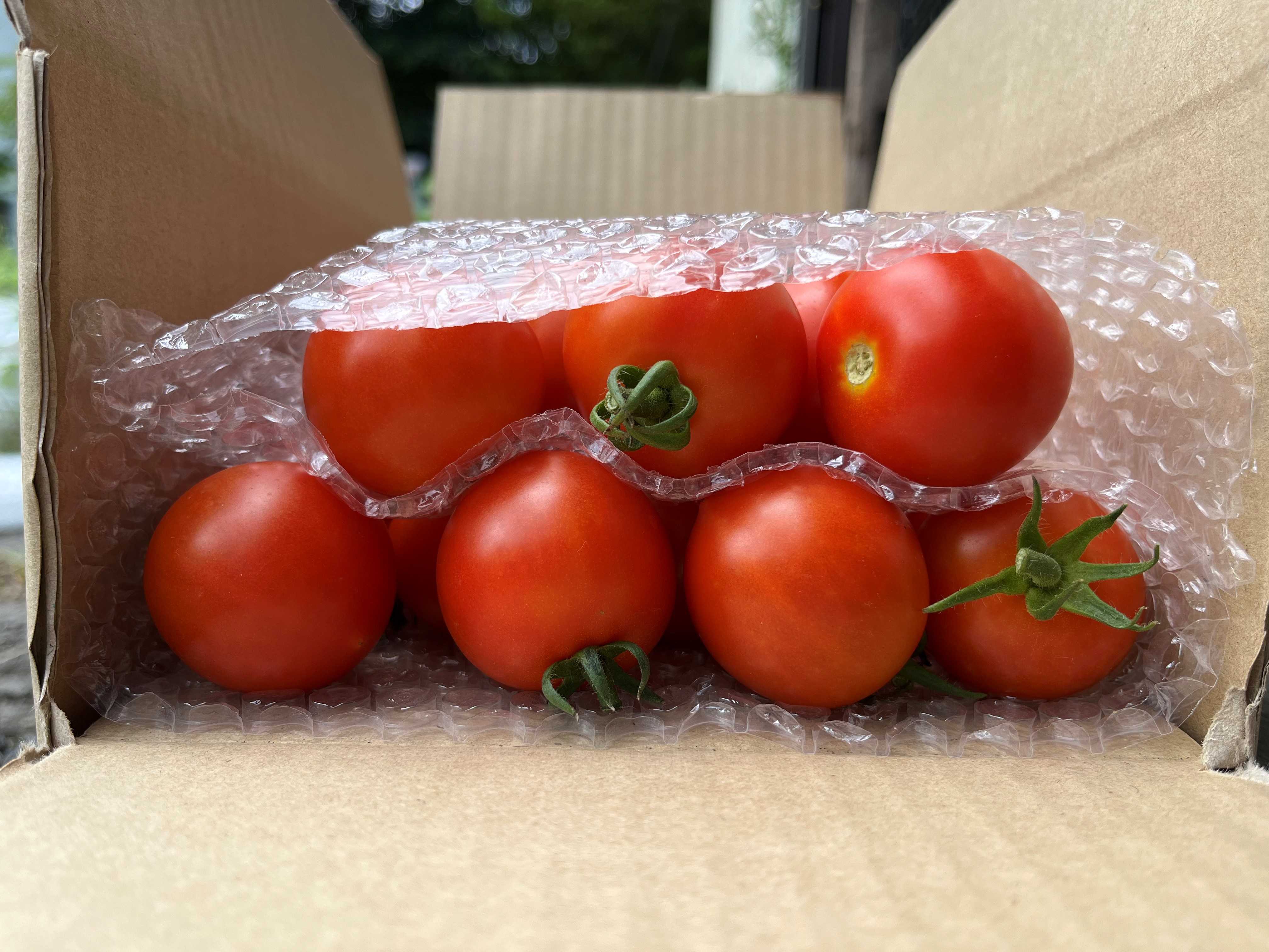 ã2026幎äºçŽã極æšãããã¯ãŒã«äŸ¿ åæµ·é壮ç¥çºç£ ã©ããããŽãã4kg äžçããã SBTAJ005