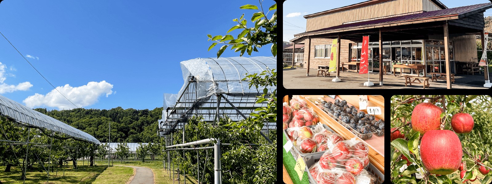 åæµ·é壮ç¥çºãããã(ã¹ããŒããã¬ãã·ã¥)ãåçš®åãã·ããã¹ã€ãŒãã12ïœ18ççŽ5kgãSBTF027