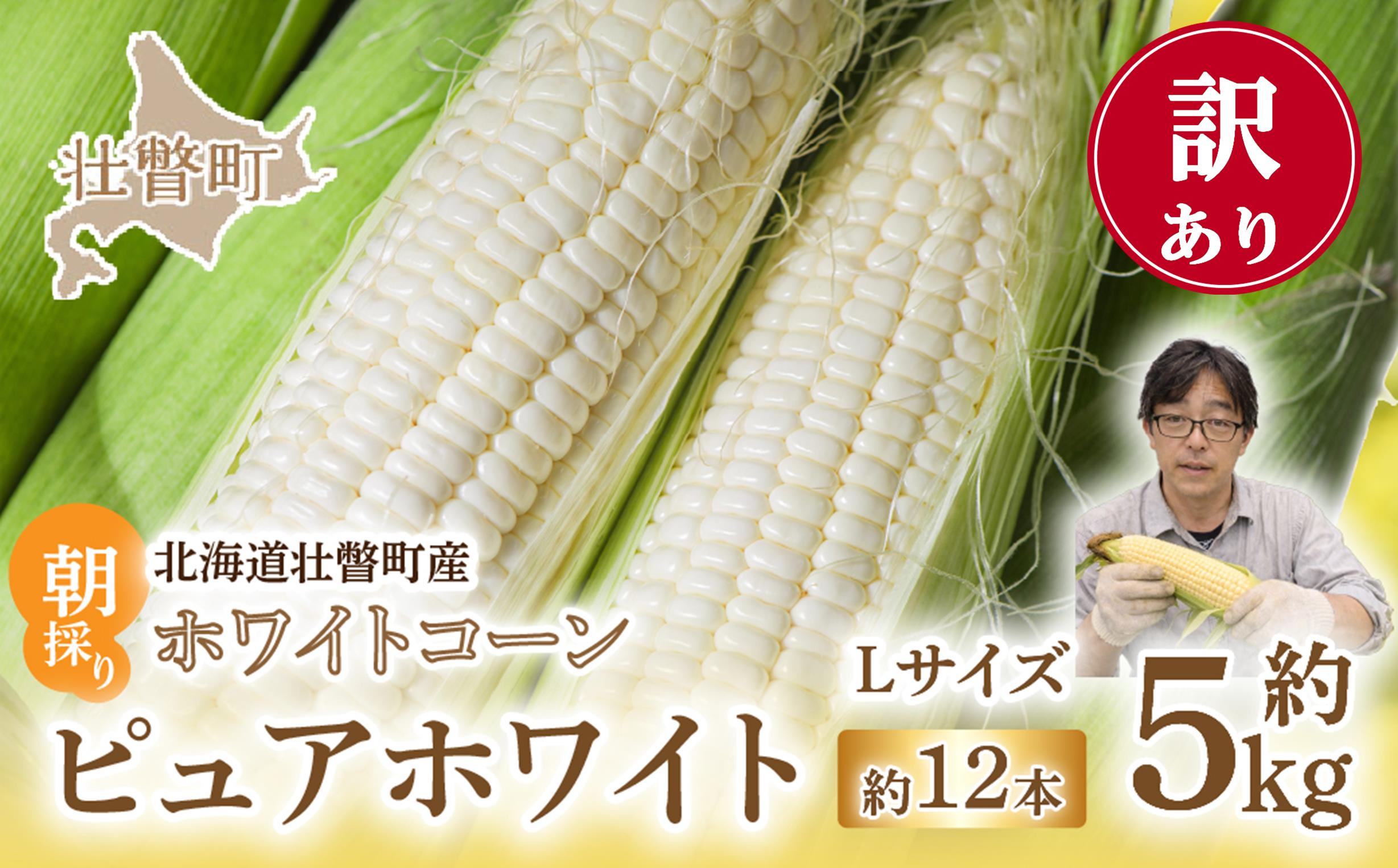 ＜2026年8月中旬頃よりお届け＞【訳あり】【朝採り】ピュアホワイト（ホワイトコーン）Lサイズ以上12本(約5kg)   SBTQ016