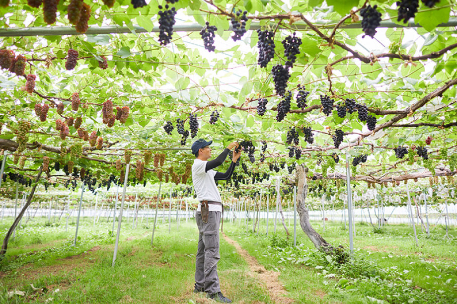 農産物づくり・特産品開発