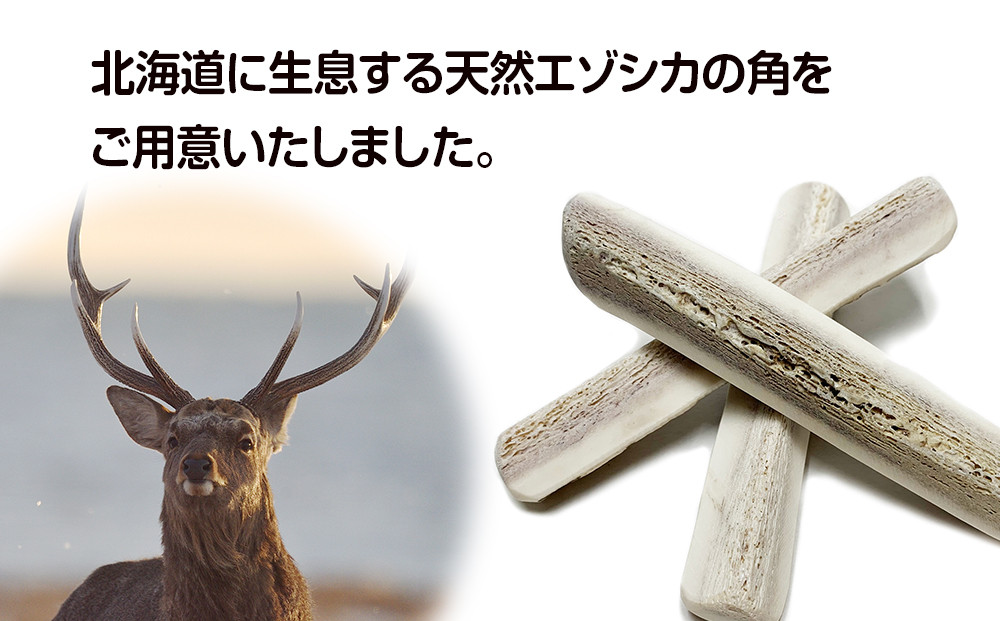 蝦夷鹿huntingtrophy（deer skull） No.7蝦夷鹿