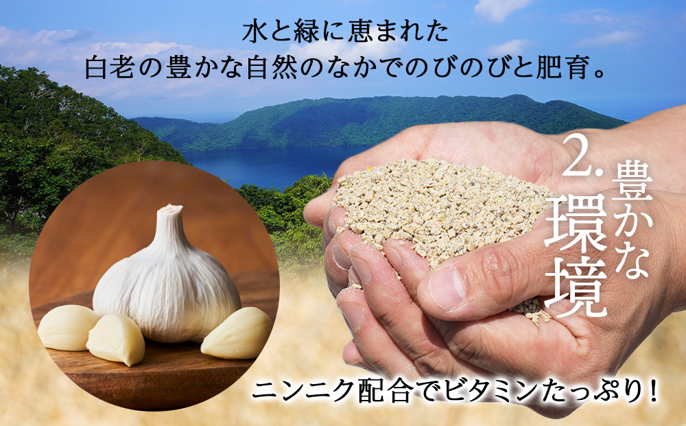 北海道産 白老豚　5種セット 合計4.1kg BV098