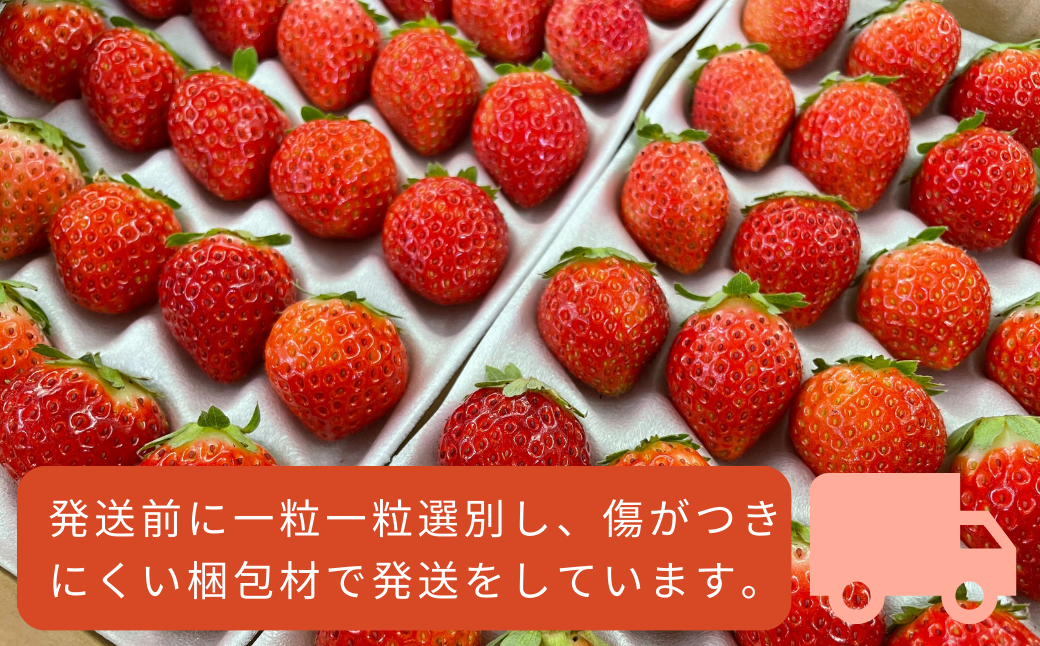 【5月以降順次発送】春夏イチゴ「けんたろう」計600g《厚真町》【こばやしいちご農園】 [AXBT001]