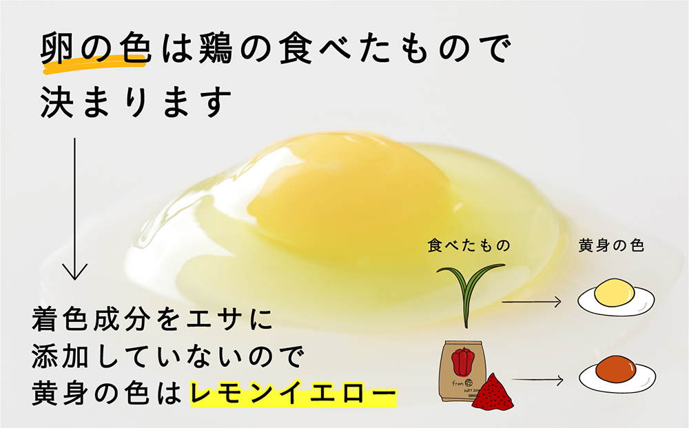 こだわりの無投薬･平飼い有精卵 120個《厚真町》【テンアール株式会社】 たまご 卵 鶏卵 玉子 生卵 平飼い 北海道 定期便 [AXAN123]