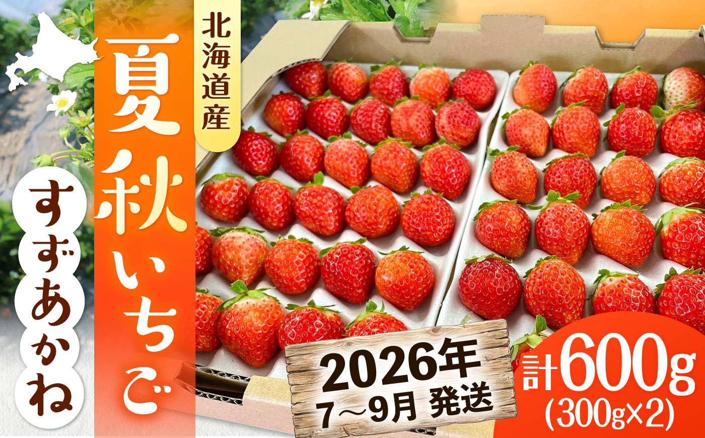 [まもなく発送! 2026年7月以降順次発送]夏秋イチゴ「すずあかね」計600g [厚真町][こばやしいちご農園] [AXBT003]