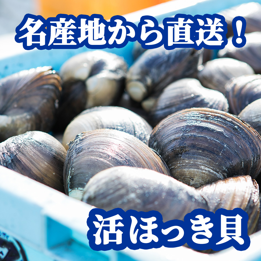 【北海道】厚真町近海で獲れた 活ほっき貝 3kg（約10〜15個）《厚真町》【鵡川漁業協同組合】 ほっき ほっき貝 ホッキ ホッキ貝 北寄貝 海鮮 冷蔵配送 北海道 [AXAL003]