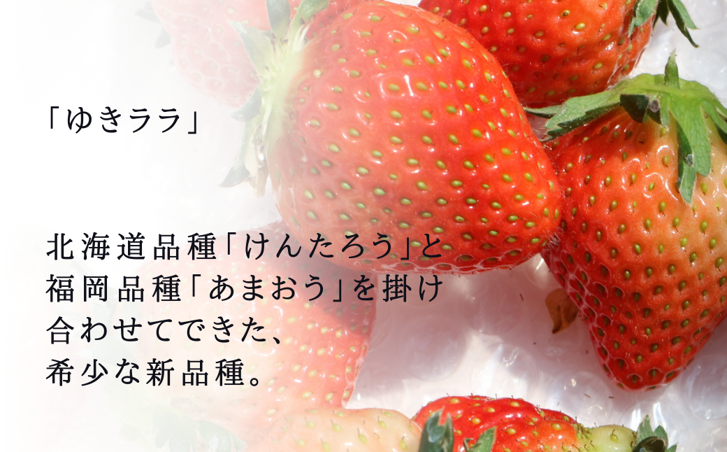 【5月以降順次発送】春夏イチゴ「ゆきララ」計600g《厚真町》【こばやしいちご農園】 [AXBT002]