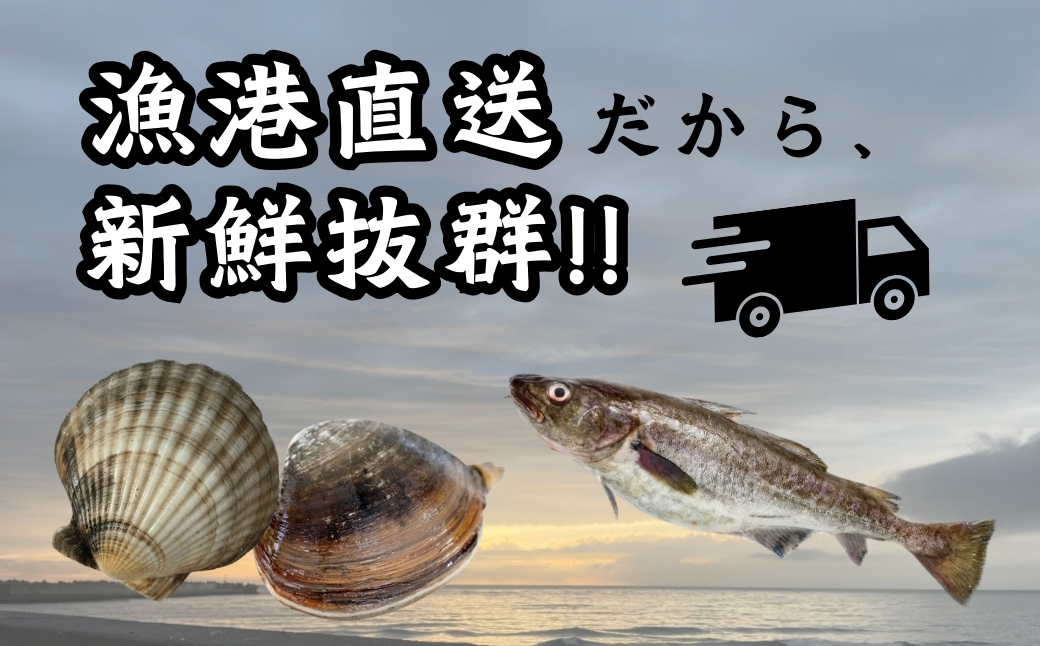 漁港直送！季節のおまかせ鮮魚 3kgセット 《厚真町》【鵡川漁業協同組合】 [AXAL002]