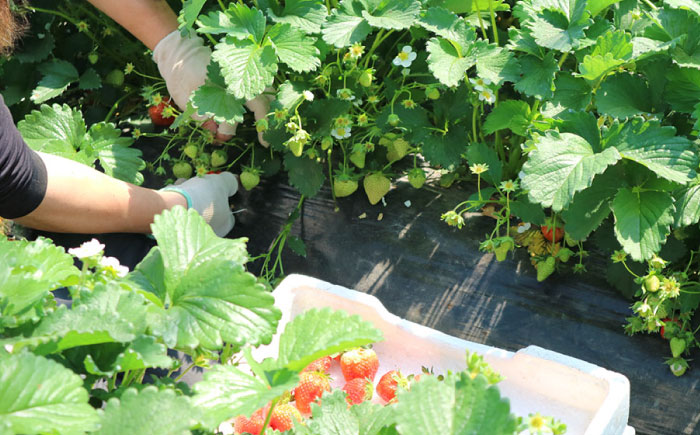 【先行予約 2026年5月以降順次発送】春夏イチゴ「けんたろう」計600g《厚真町》【こばやしいちご農園】 [AXBT001]