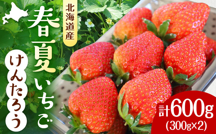 【先行予約 2026年5月以降順次発送】春夏イチゴ「けんたろう」計600g《厚真町》【こばやしいちご農園】 [AXBT001]