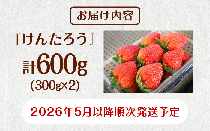 【先行予約 2026年5月以降順次発送】春夏イチゴ「けんたろう」計600g《厚真町》【こばやしいちご農園】 [AXBT001]