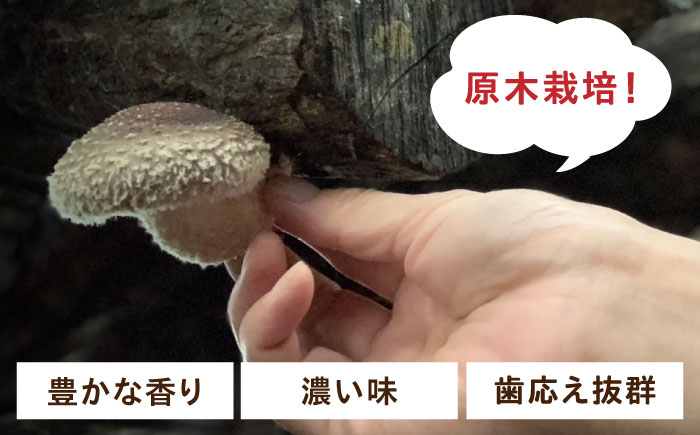 【北海道】原木 乾燥しいたけ 150g（30g×5パック）《厚真町》【株式会社きたい】 乾燥 しいたけ 椎茸 きのこ キノコ 小分け 北海道 [AXAI002]