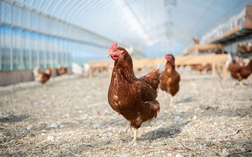 【全2回定期便】平飼い有精卵使用！絶品マヨネーズ 3本《厚真町》【テンアール株式会社】 マヨネーズ マヨ 調味料 たまご 卵 鶏卵 玉子 生卵 平飼い  北海道 定期便 [AXAN099]