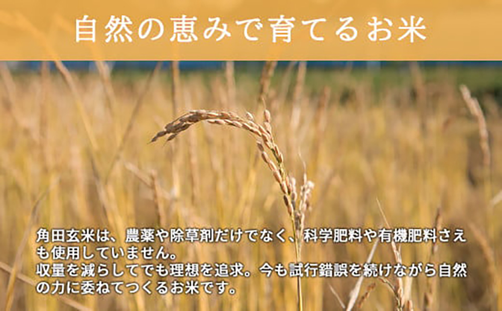 【全6回定期便】　【玄米】自然栽培米 角田玄米 ゆきひかり 5kg 《厚真町》 【カクタファーム】 米 お米 玄米 ゆきひかり ご飯 北海道 [AXAR008]