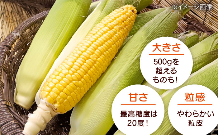 【2026年8月下旬発送予定】北海道厚真産とうもろこし おおもの 《厚真町》【(株)厚真ファーム】旬の野菜 夏野菜 大粒 高糖度 甘い トウモロコシ トウキビ 唐黍 コーン [AXAE001] 15000 15000円