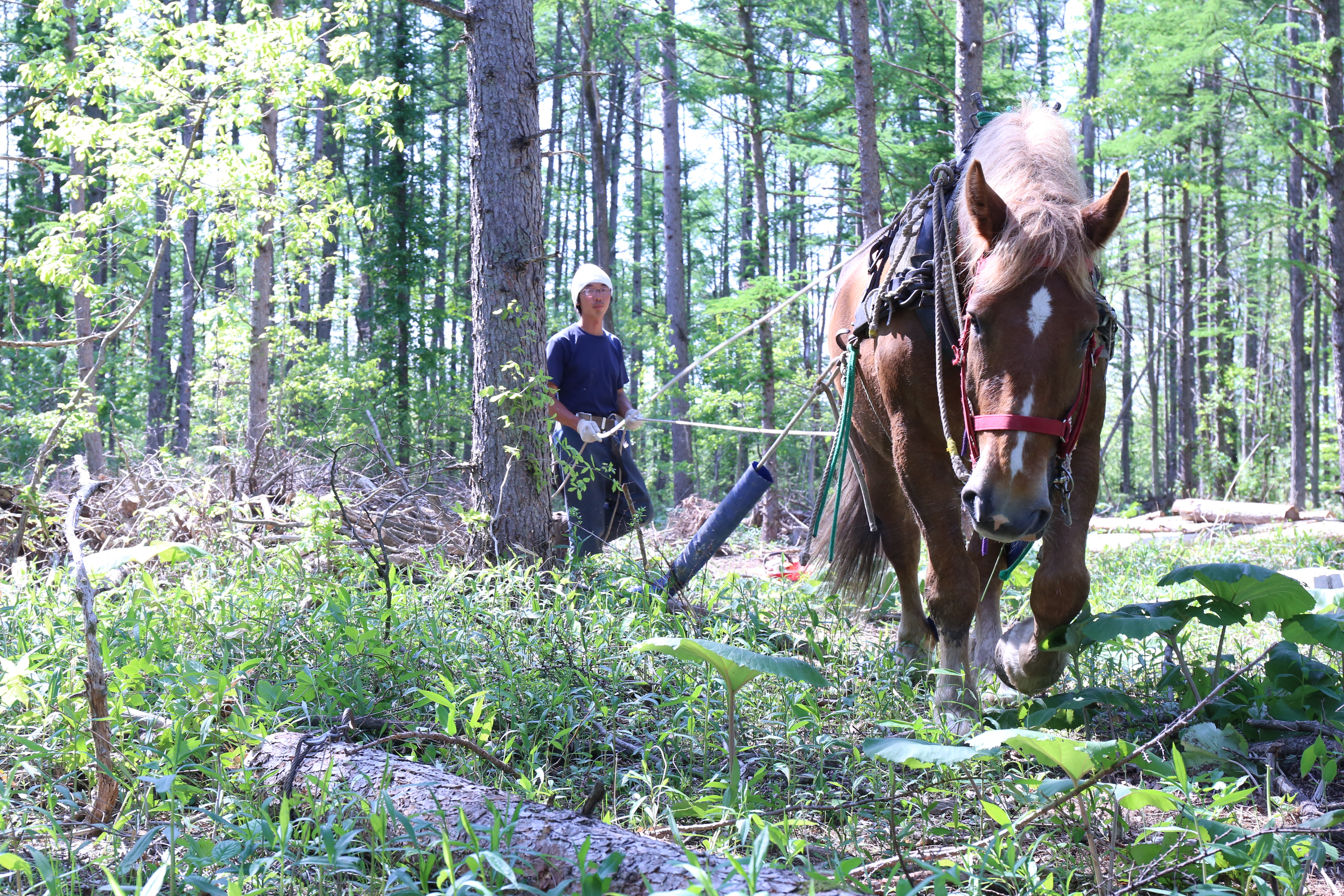 ＜馬の林業＞西埜馬搬の北海道ナラ薪100kg