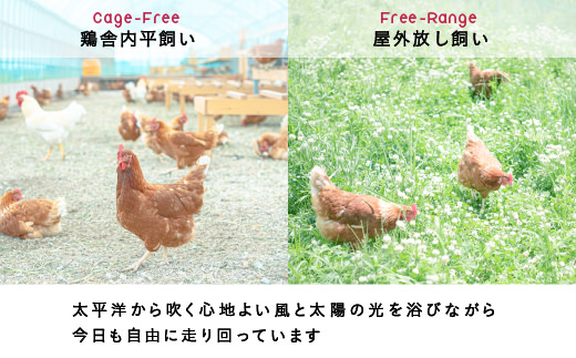 【全6回定期便】こだわりの無投薬･平飼い有精卵 50個/月 《厚真町》【テンアール株式会社】 [AXAN002]