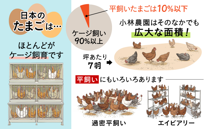 【全12回定期便】小林農園の平飼いたまご・無投薬 25個《厚真町》【テンアール株式会社】 有精卵 卵 鶏卵 玉子 生卵 平飼い 北海道 定期便 [AXAN006]