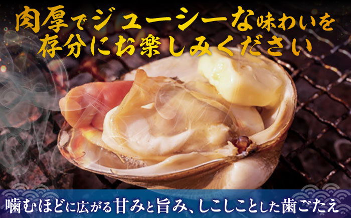 厚真町近海で獲れた 活ほっき貝 3kg（約12～18個）《厚真町》【鵡川漁業協同組合】 ほっき ほっき貝 ホッキ ホッキ貝 北寄貝 海鮮 冷蔵配送 北海道 [AXAL003]