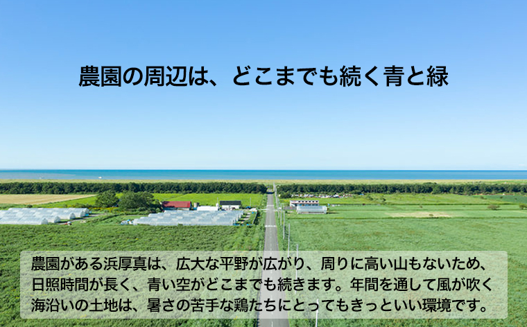 【全12回定期便】こだわりの無投薬･平飼い有精卵 50個/月 《厚真町》【テンアール株式会社】 [AXAN003]