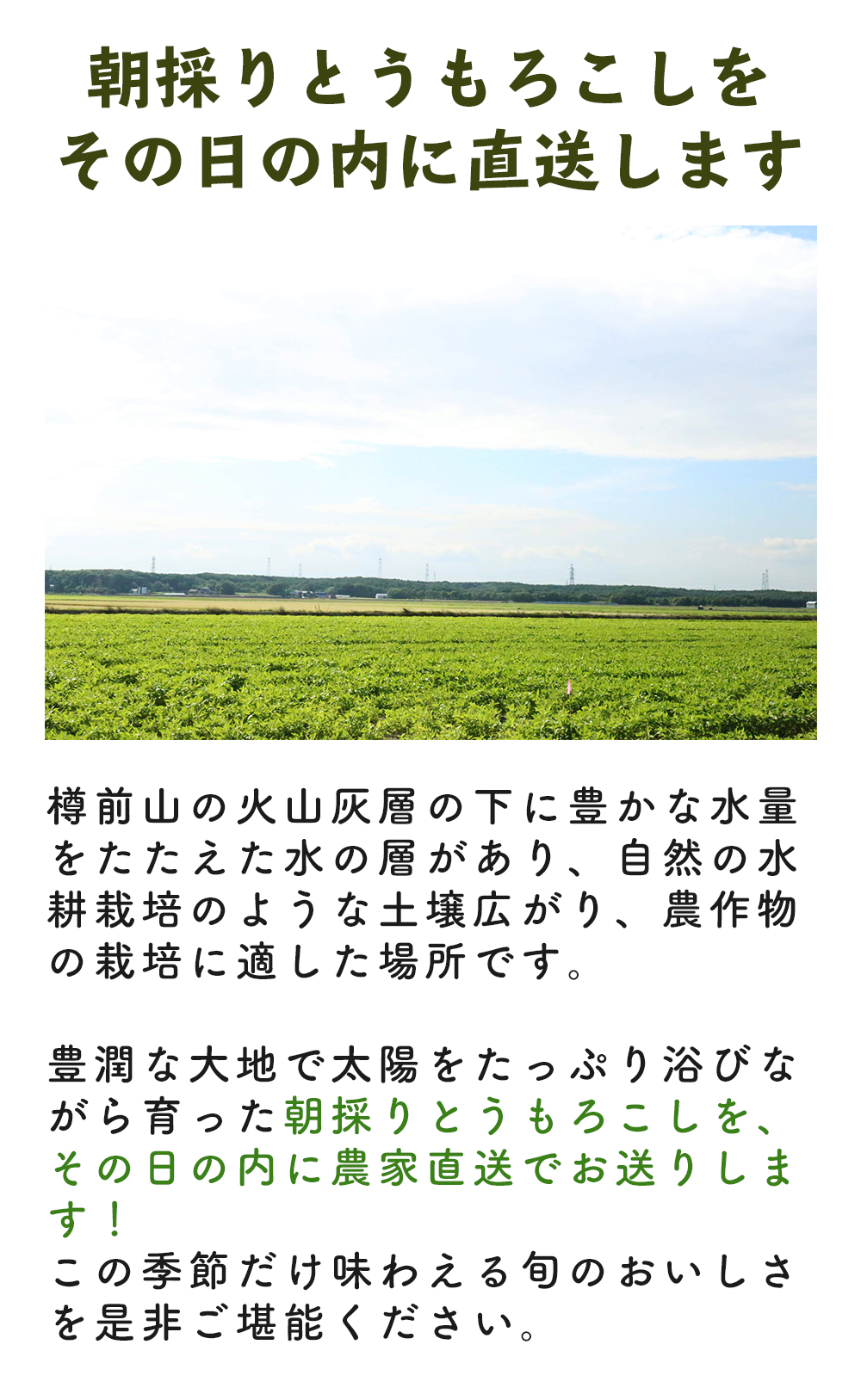 【数量限定！8月末発送予定】北海道厚真産とうもろこし『おおもの』