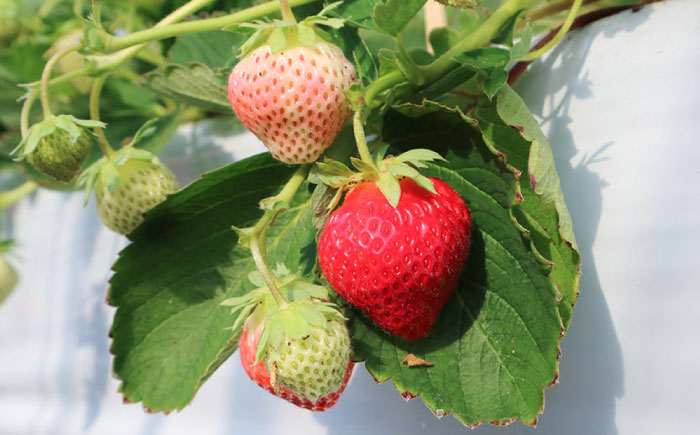 【先行予約 2026年7月以降順次発送】夏秋イチゴ「すずあかね」計600g 《厚真町》【こばやしいちご農園】 [AXBT003]