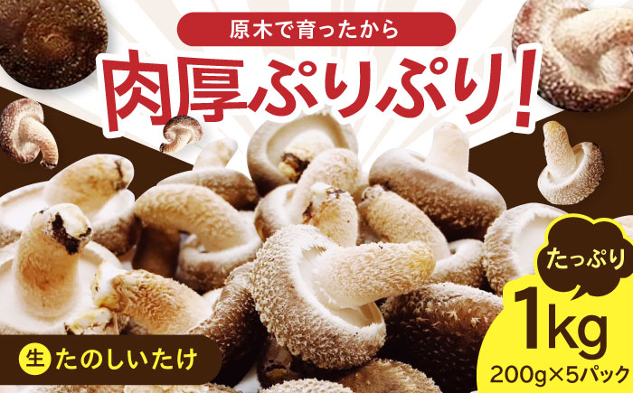 原木 生しいたけ 1kg（200g×5パック）《厚真町》【株式会社きたい】 生 しいたけ 椎茸 きのこ キノコ 小分け 北海道 [AXAI001]