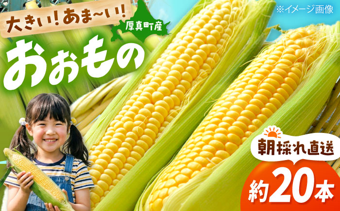 【2026年8月下旬発送予定】北海道厚真産とうもろこし おおもの 《厚真町》【(株)厚真ファーム】旬の野菜 夏野菜 大粒 高糖度 甘い トウモロコシ トウキビ 唐黍 コーン [AXAE001] 15000 15000円