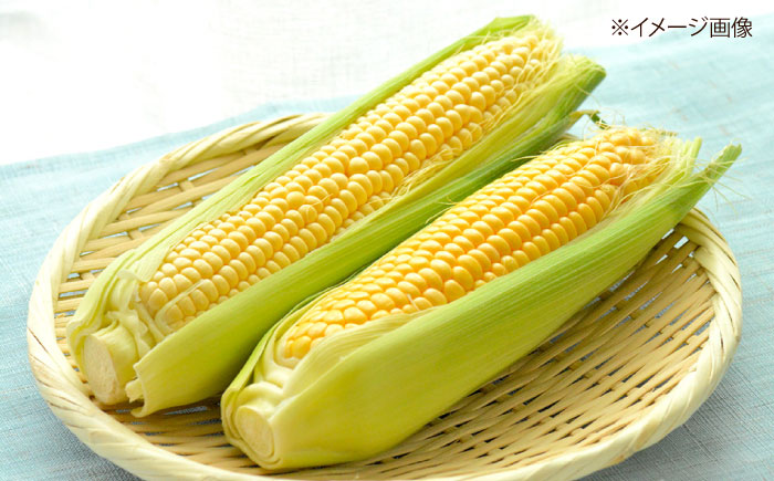 【2026年8月下旬発送予定】北海道厚真産とうもろこし おおもの 《厚真町》【(株)厚真ファーム】旬の野菜 夏野菜 大粒 高糖度 甘い トウモロコシ トウキビ 唐黍 コーン [AXAE001] 15000 15000円