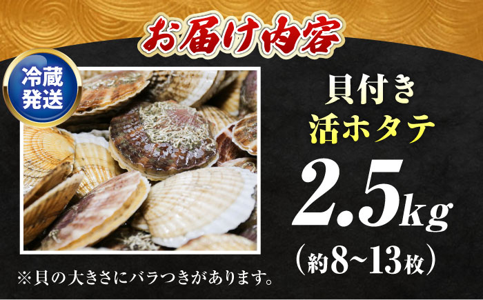 ＜期間限定受付＞【訳あり！】漁港直送！天然貝殻付き活ホタテ2.5kg《厚真町》　【鵡川漁業協同組合】　ホタテ 活ホタテ 帆立 海鮮 冷蔵配送 北海道 [AXAL007]