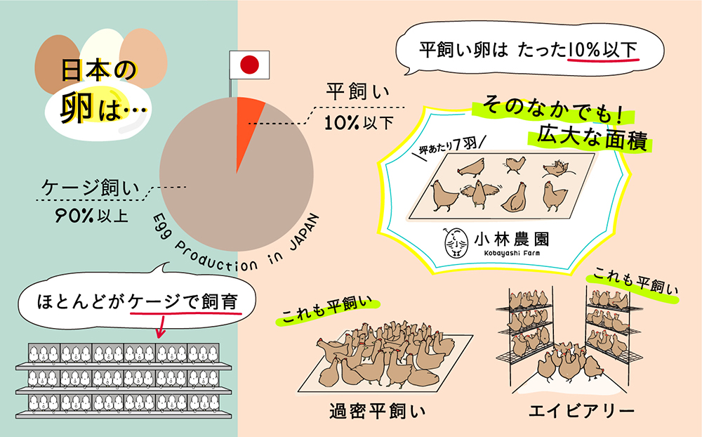 【全6回定期便】こだわりの無投薬･平飼い有精卵 50個《厚真町》【テンアール株式会社】 たまご 卵 鶏卵 玉子 生卵 平飼い 北海道 定期便  [AXAN002]