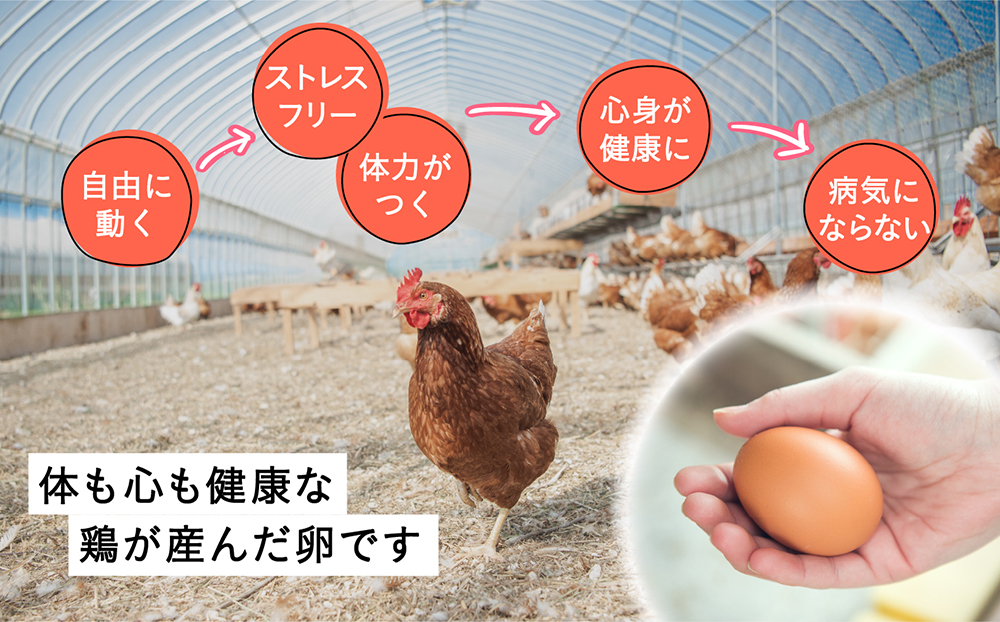 こだわりの無投薬･平飼い有精卵 50個《厚真町》【テンアール株式会社】 たまご 卵 鶏卵 玉子 生卵 平飼い 北海道 定期便 [AXAN120]