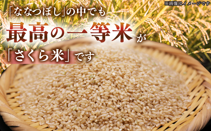 【玄米】【令和7年産】【特A】 一等米 さくら米（ななつぼし）30kg《厚真町》【とまこまい広域農業協同組合】 米 お米 玄米 ご飯 ななつぼし 一等米 特A 北海道 [AXAB036]