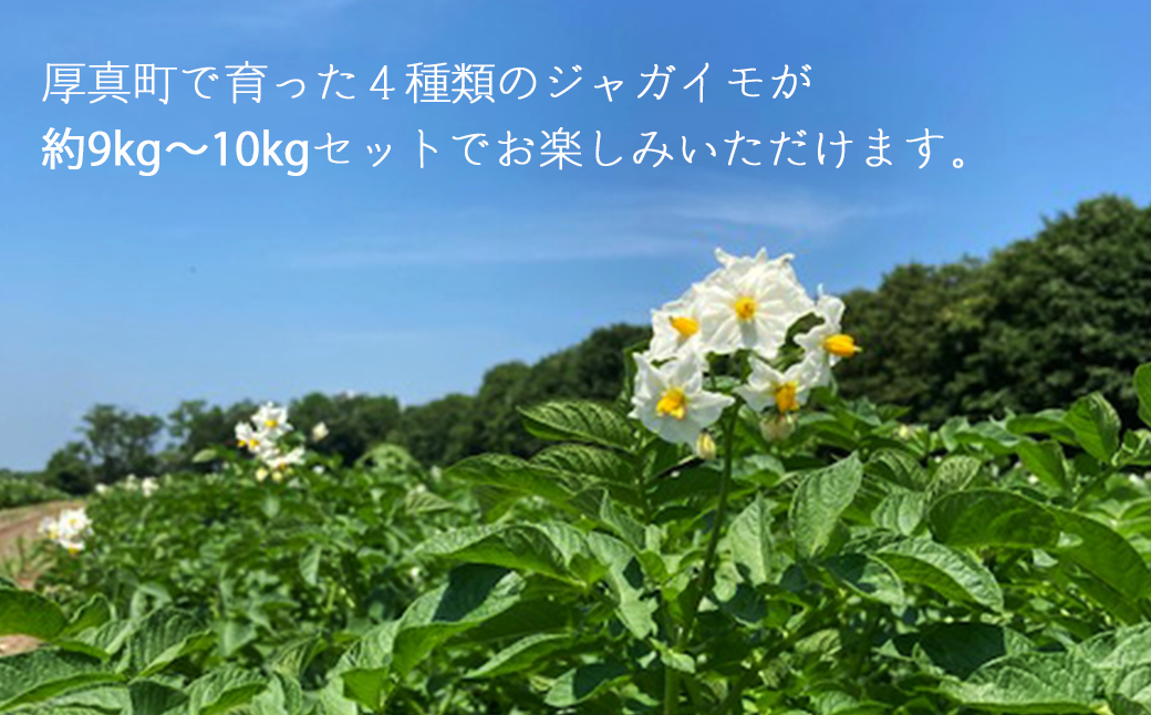 令和6年北海道厚真産・魅惑の４種類じゃがいも食べ比べセット《数量限定》キタアカリ、デストロイヤー、ノーザンルビー、こがね丸