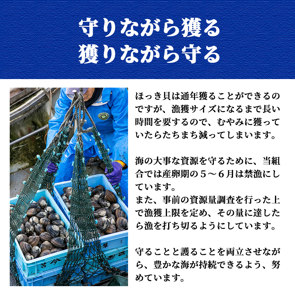 北海道　厚真町近海で獲れた活ほっき貝　10～15個セット