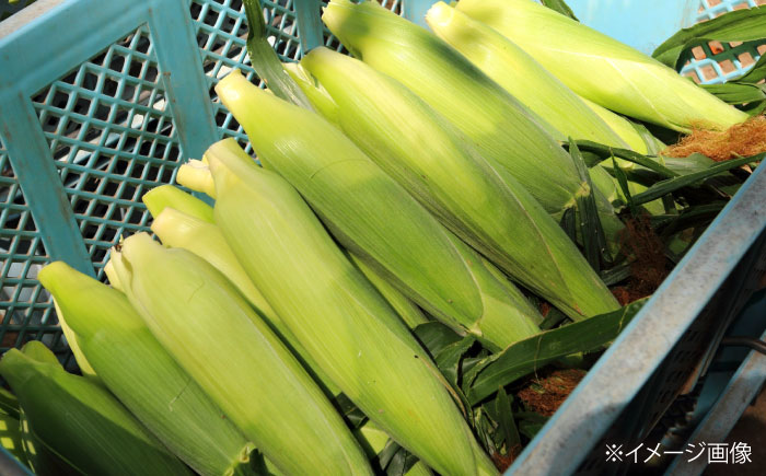【2026年8月下旬発送予定】北海道厚真産とうもろこし おおもの 《厚真町》【(株)厚真ファーム】旬の野菜 夏野菜 大粒 高糖度 甘い トウモロコシ トウキビ 唐黍 コーン [AXAE001] 15000 15000円