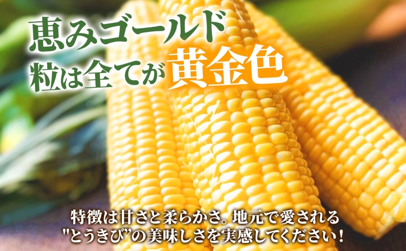 北海道産 とうもろこし 恵味 ゴールド 2L 18本 8月中旬～9月末頃お届け 朝採り めぐみ トウモロコシ コーン スイートコーン 甘い 新鮮 先行受付 夏 野菜 産地直送 送料無料 塩田農園 北海道 洞爺湖町