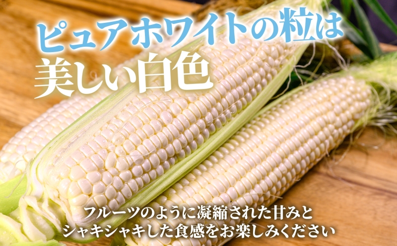 北海道産 白い とうもろこし ピュア ホワイト L 10本 8月中旬～下旬お届け 朝採り トウモロコシ コーン 北海道産 甘い ピュアホワイト 新鮮 先行受付 夏 野菜 産地直送 塩田農園 送料無料 北海道 洞爺湖町