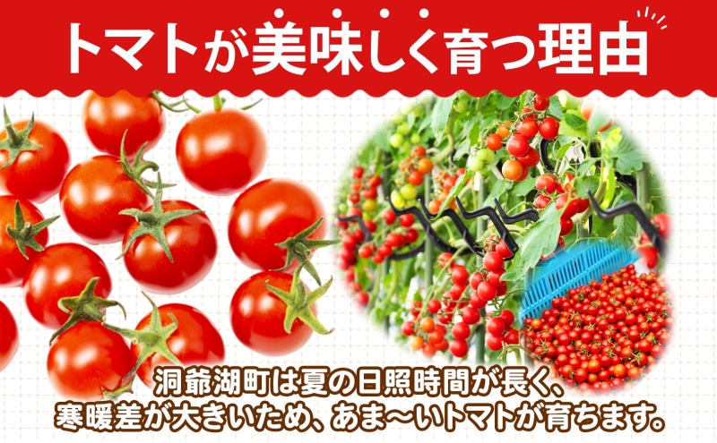  北海道 有機JAS認定 ミニトマト 千果 150g×8パック 7月中旬～9月上旬頃にお届け 先行受付 有機栽培 新鮮 旬 野菜 安心 安全 完熟 高糖度 濃厚 トマト 産地直送 農家直送 佐伯農園